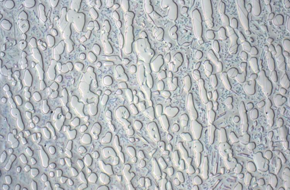 Microscopy Differential Interference Contrast